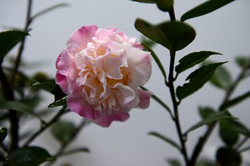 閑看花開花落