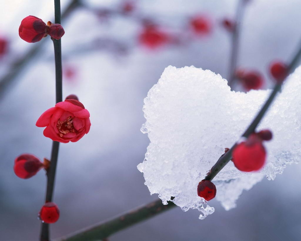 冬來(lái)了“時(shí)光煮茶，且行且惜”