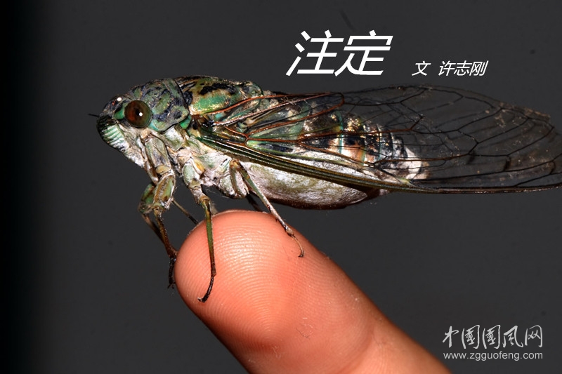 注定   （許志剛）