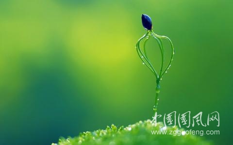贊譽(yù)  永遠(yuǎn)的高貴者       （作者：白云）