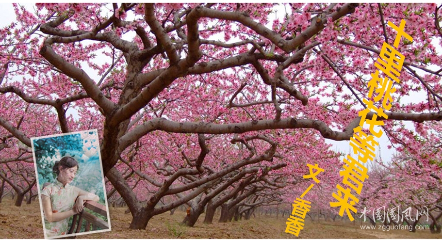 十里桃花等君來（文／香香）