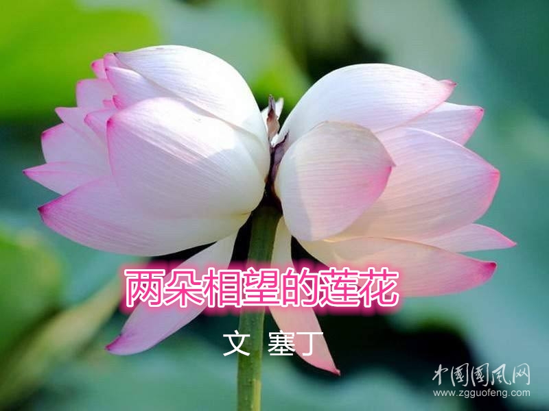 并蹄蓮_副本.jpg
