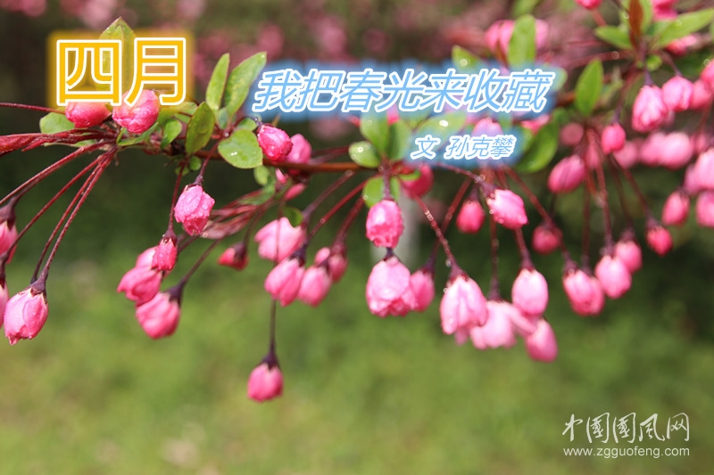 四月，我把春光來(lái)收藏（文  孫克攀）