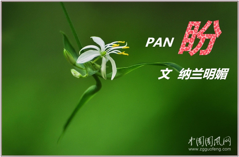 盼   （文  納蘭明媚）