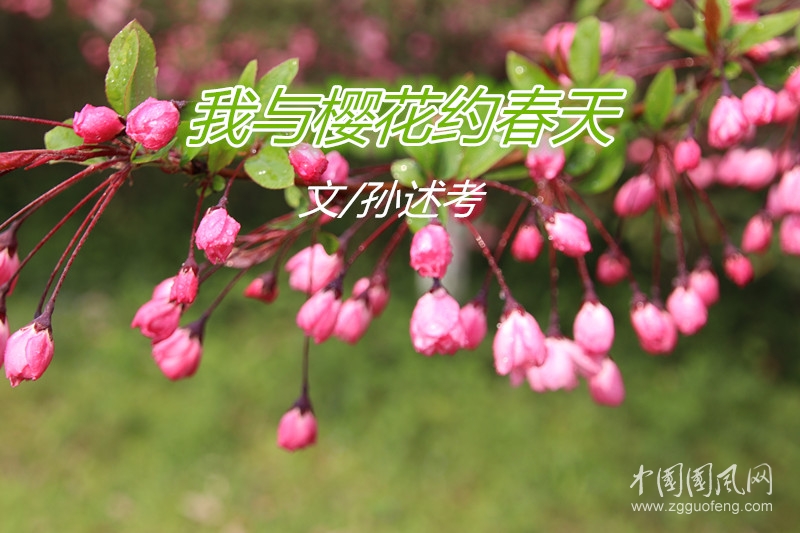  我與櫻花約春天（文/孫述考）