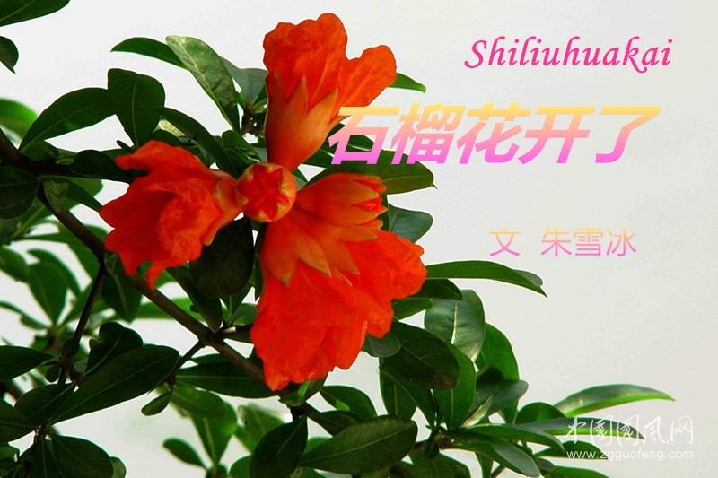  石榴花開了（外一首）（文  朱雪冰）