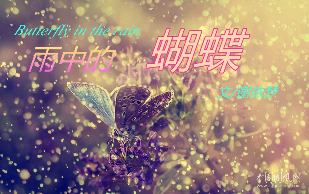 雨中的蝴蝶（文/謝依夢(mèng)）