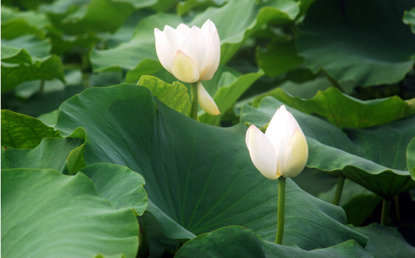 塞丁現(xiàn)代體詩歌集《曾經(jīng)的那一朵茉莉》連載之（1）