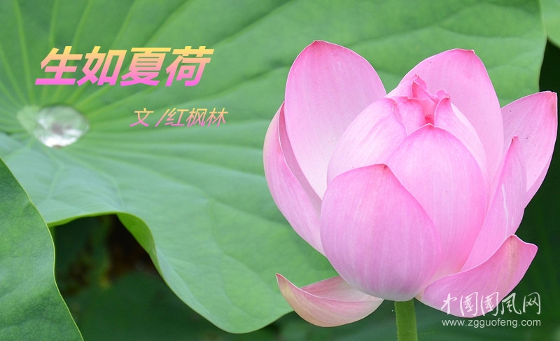  生如夏荷(文  紅楓林 ）