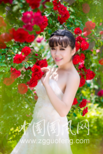 七夕紅玫瑰
