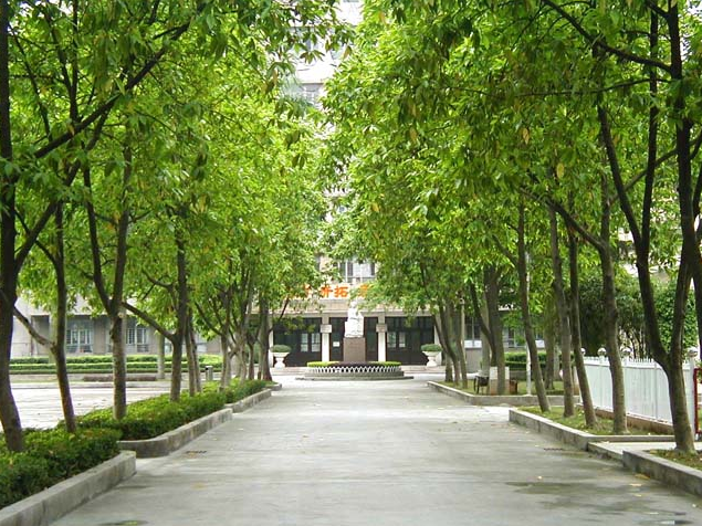 農(nóng)大里的林蔭道