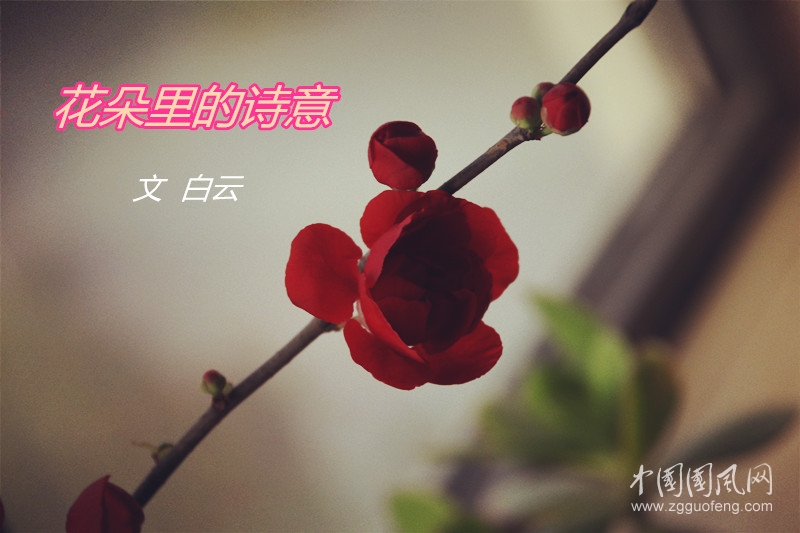 花朵里的詩意（文   白云）