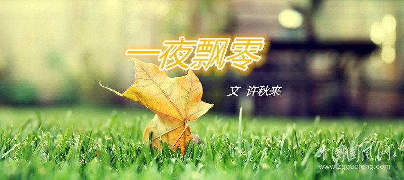 落葉.jpg