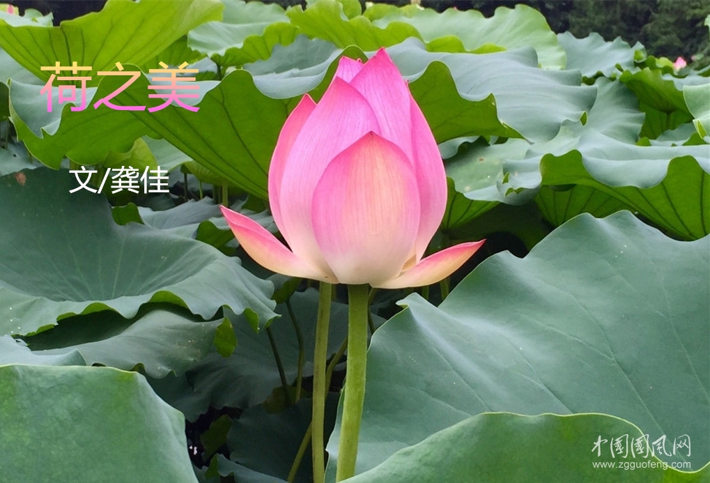荷之美（  文/龔佳 ）