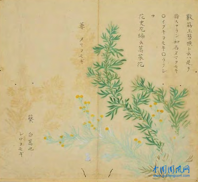 _ShiJing_蘩 蔞.jpg