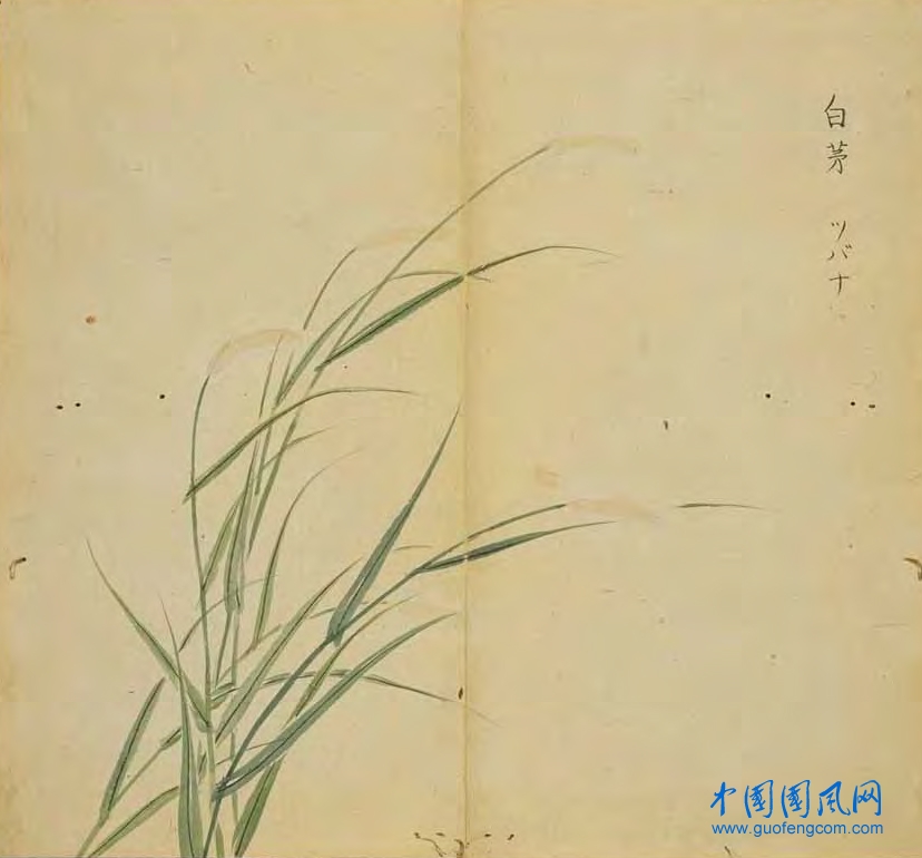 _ShiJing_白茅.jpg