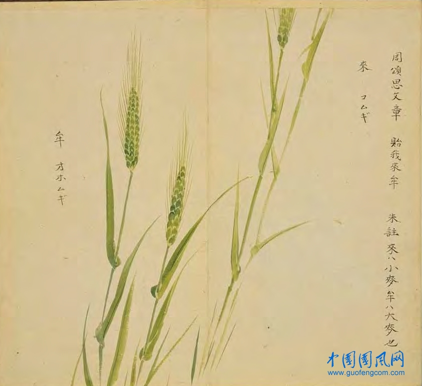 _ShiJing_來牟.jpg
