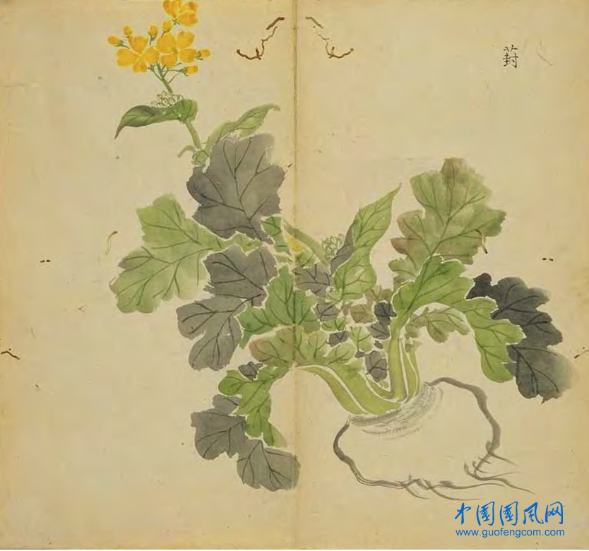 _ShiJing_葑.jpg