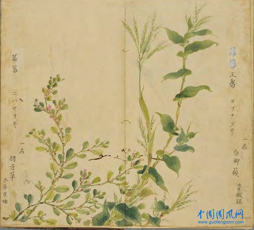 _ShiJing_綠竹（王芻 萹蓄）.jpg