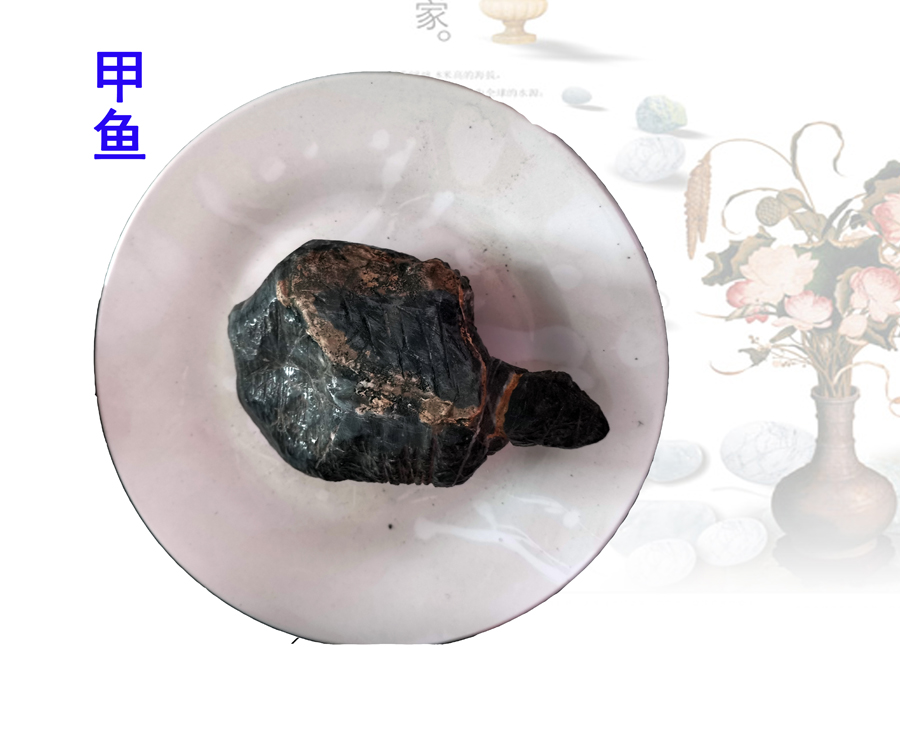 甲魚.jpg
