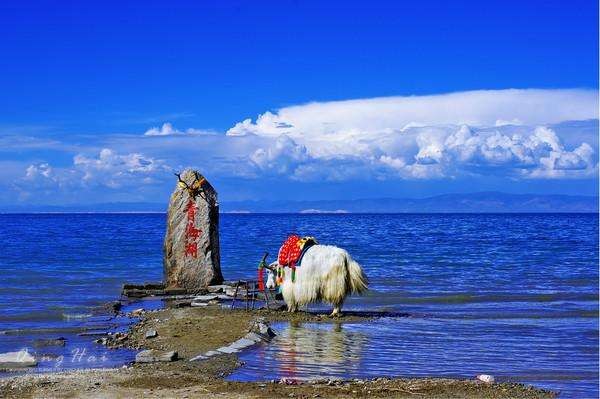 青海湖攝影