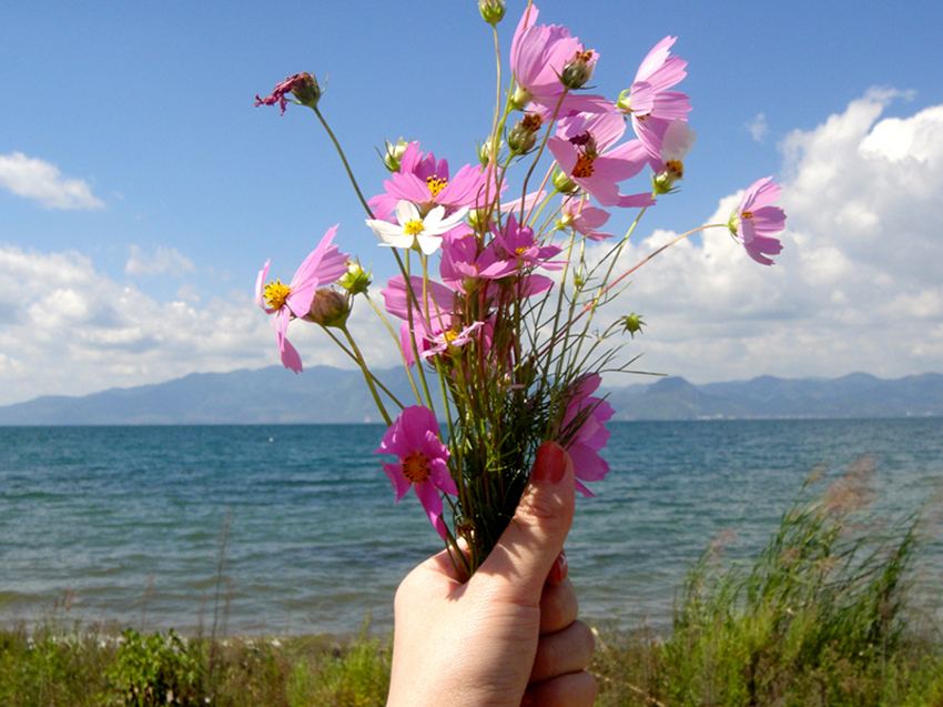 云南撫仙湖櫻花谷