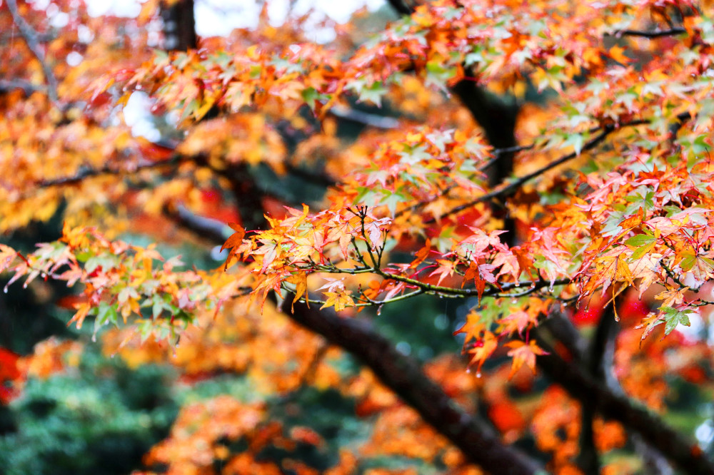 相思紅葉