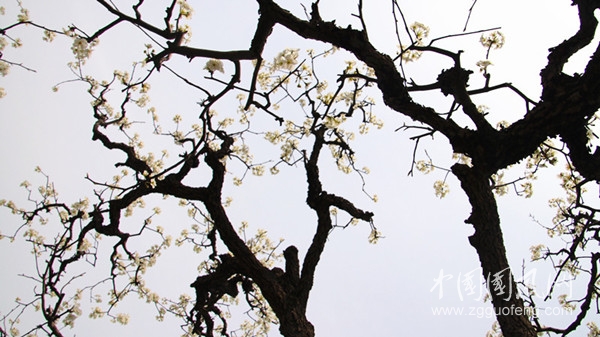 老梨依舊舒芳華.JPG