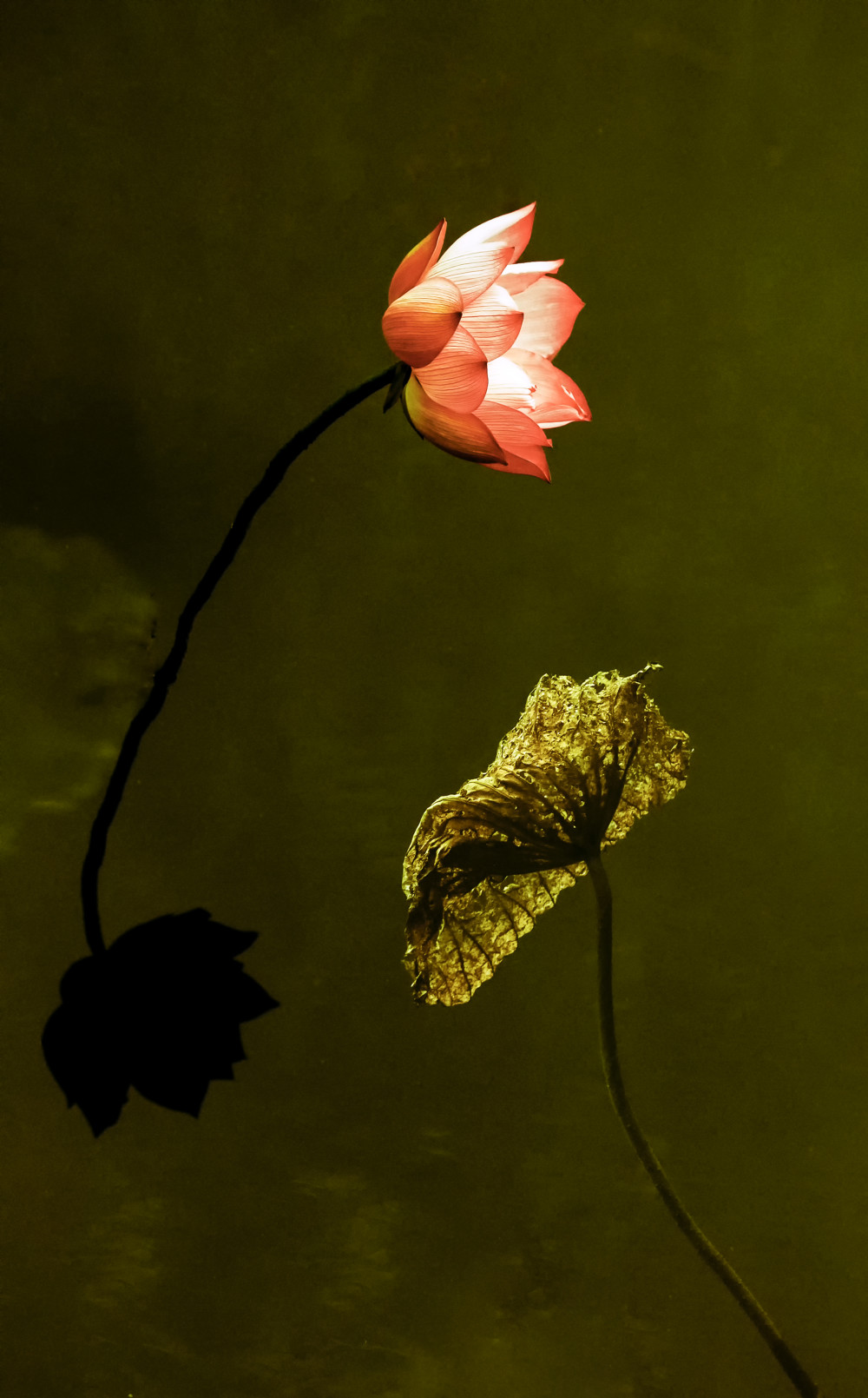 95.jpg