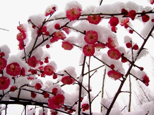詩歌史上那場曠日持久的“梅雪”大戰(zhàn)