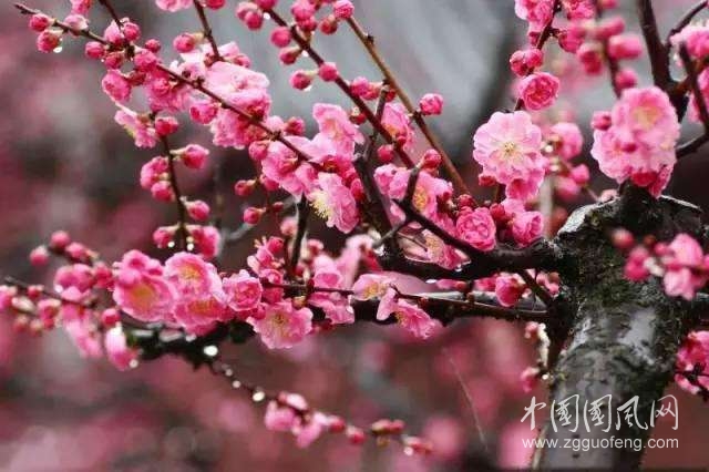 梅花  文/愛在深秋
