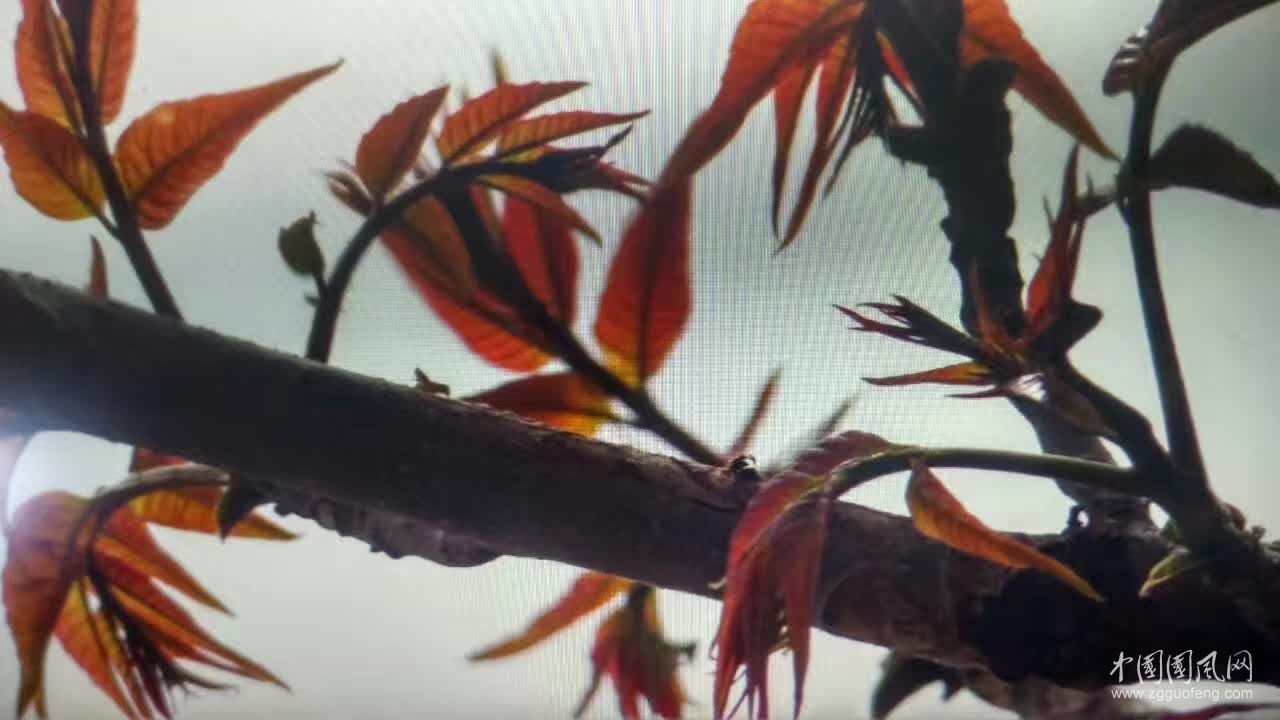 香椿芽（文/吳忠芹）