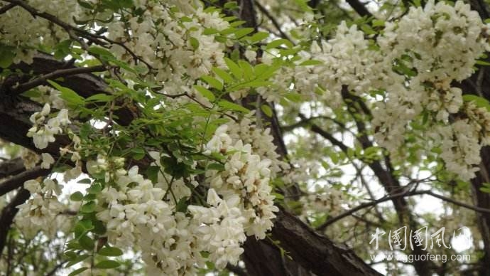 槐花應(yīng)時(shí)香滿天