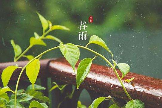  谷雨   （文/吳忠芹）