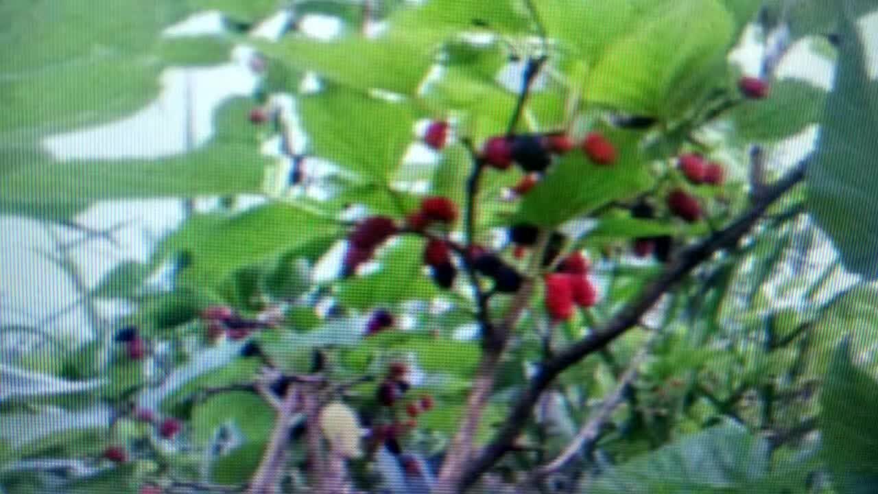 桑葚熟了（   文/吳忠芹）