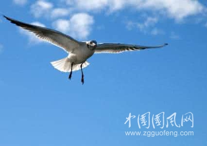 像鳥兒一樣飛  作者 / 李絢