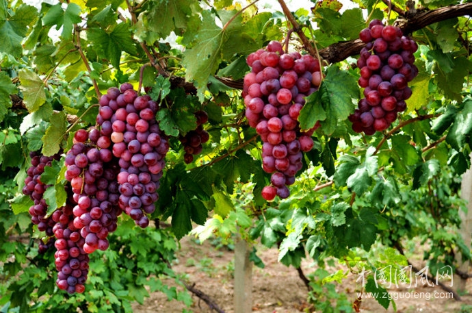 《葡萄熟了》    文/青春鳥(niǎo)