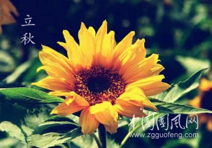 秋風(fēng)絮語  文/吳忠芹