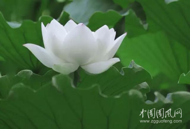 七月火火的愛   作者/范寶語