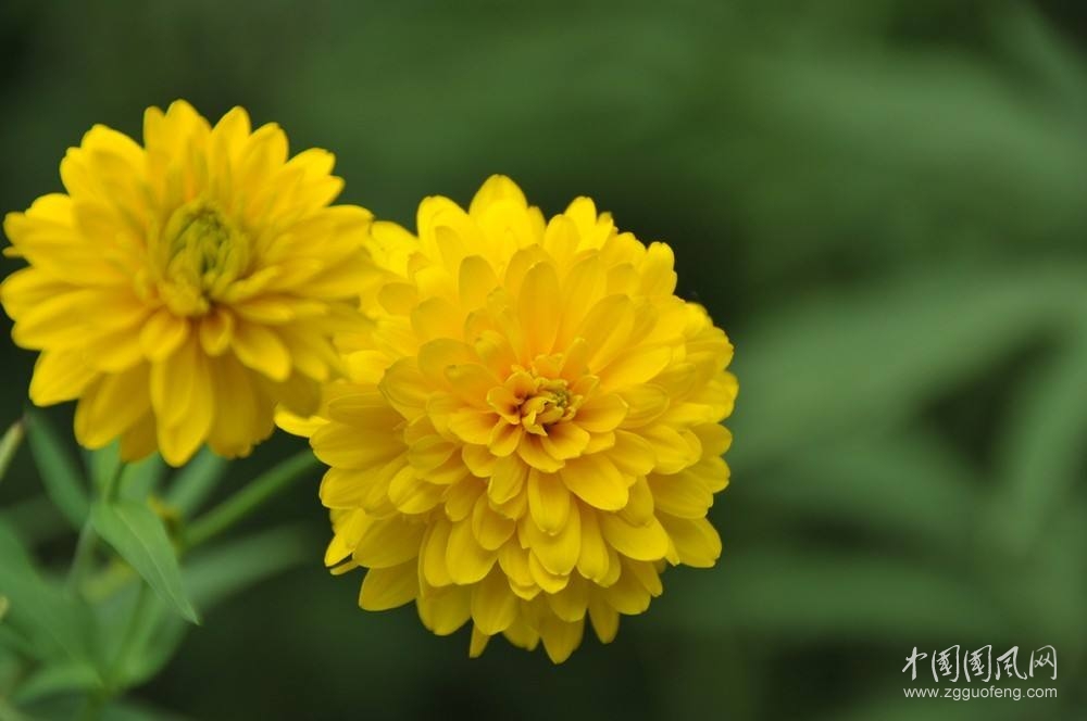 《路邊野菊艷》      文/青春鳥(niǎo)