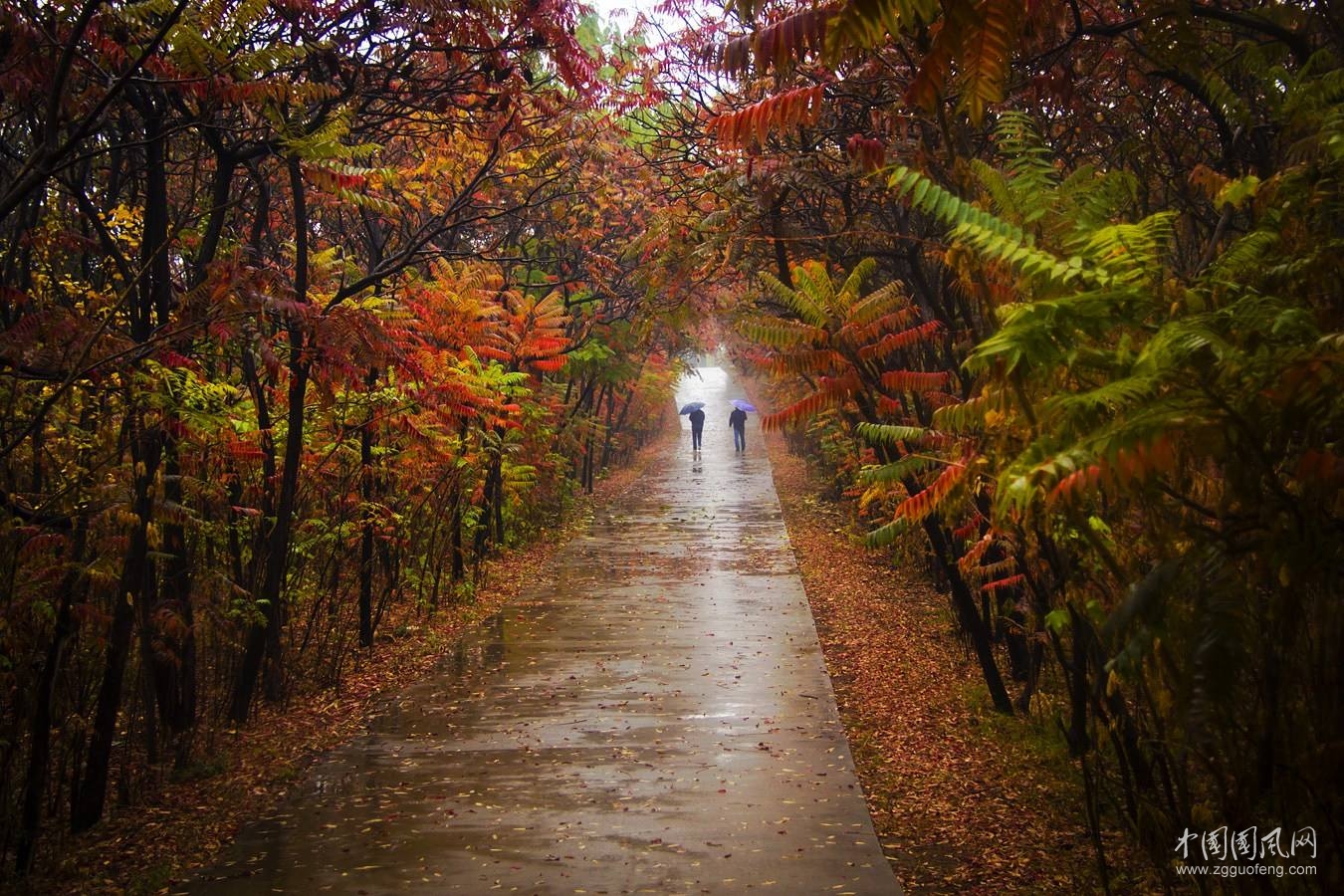 秋   雨     文/吳忠芹