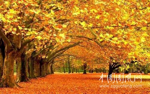 《看萬山紅染》