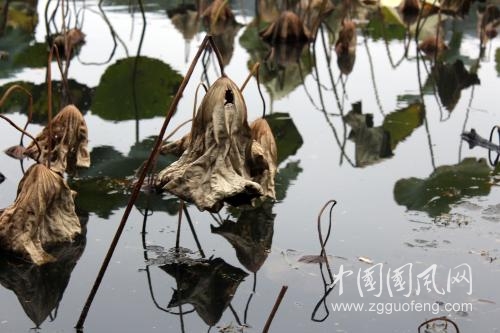 《殘荷》