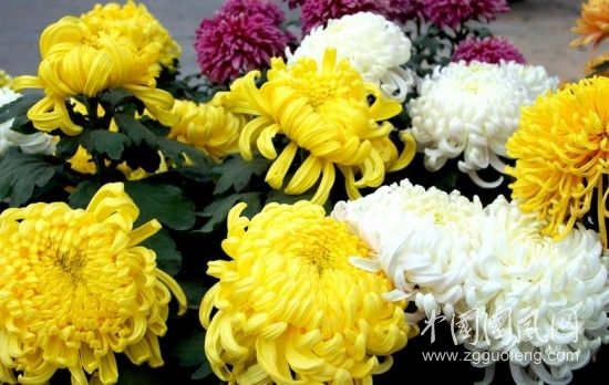 重陽(yáng)節(jié)的酒