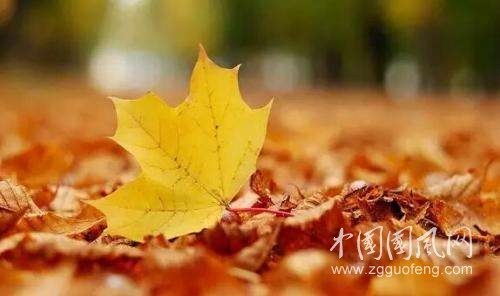 《葉子去了》