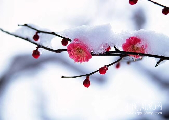 今晨見雪感懷