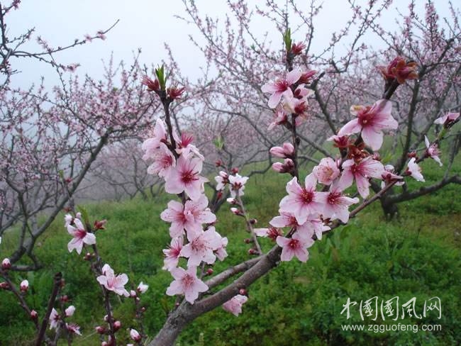 《路旁的桃花開了》