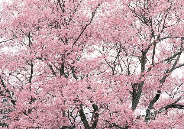 櫻花（文/龔佳）