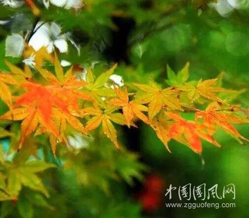 季雨來的時候