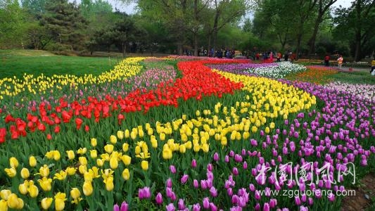 我獨(dú)坐花海